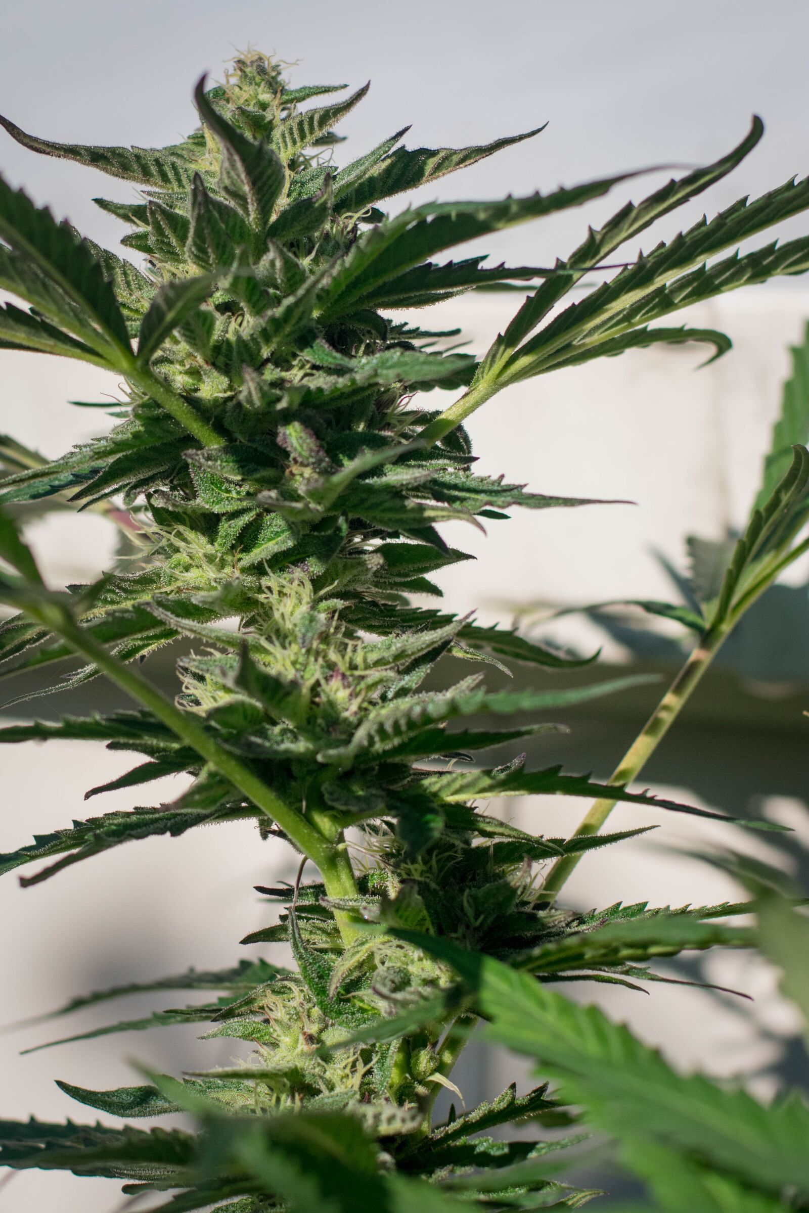 Nikon D3400 sample photo. Marijuana, plant, cannabis photography