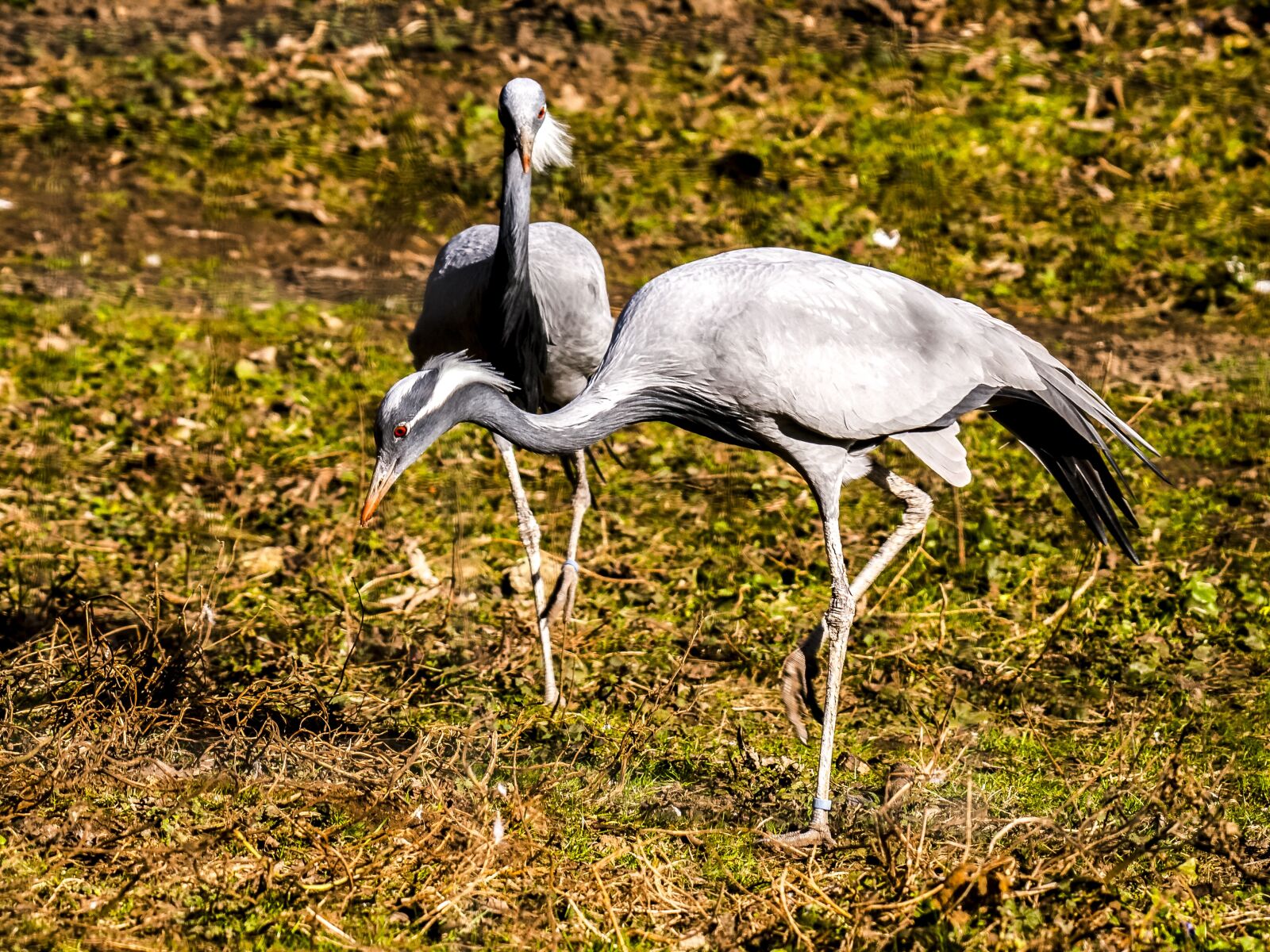 Olympus E-3 sample photo. Crane, bird, animal photography