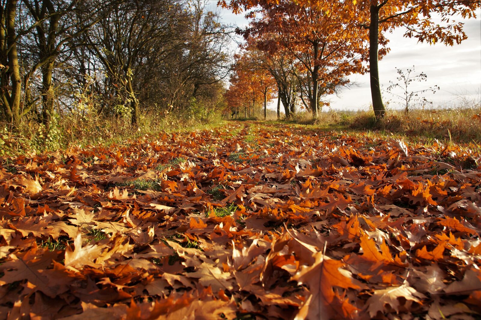 Sony SLT-A58 sample photo. Autumn, fallen leaves, the photography