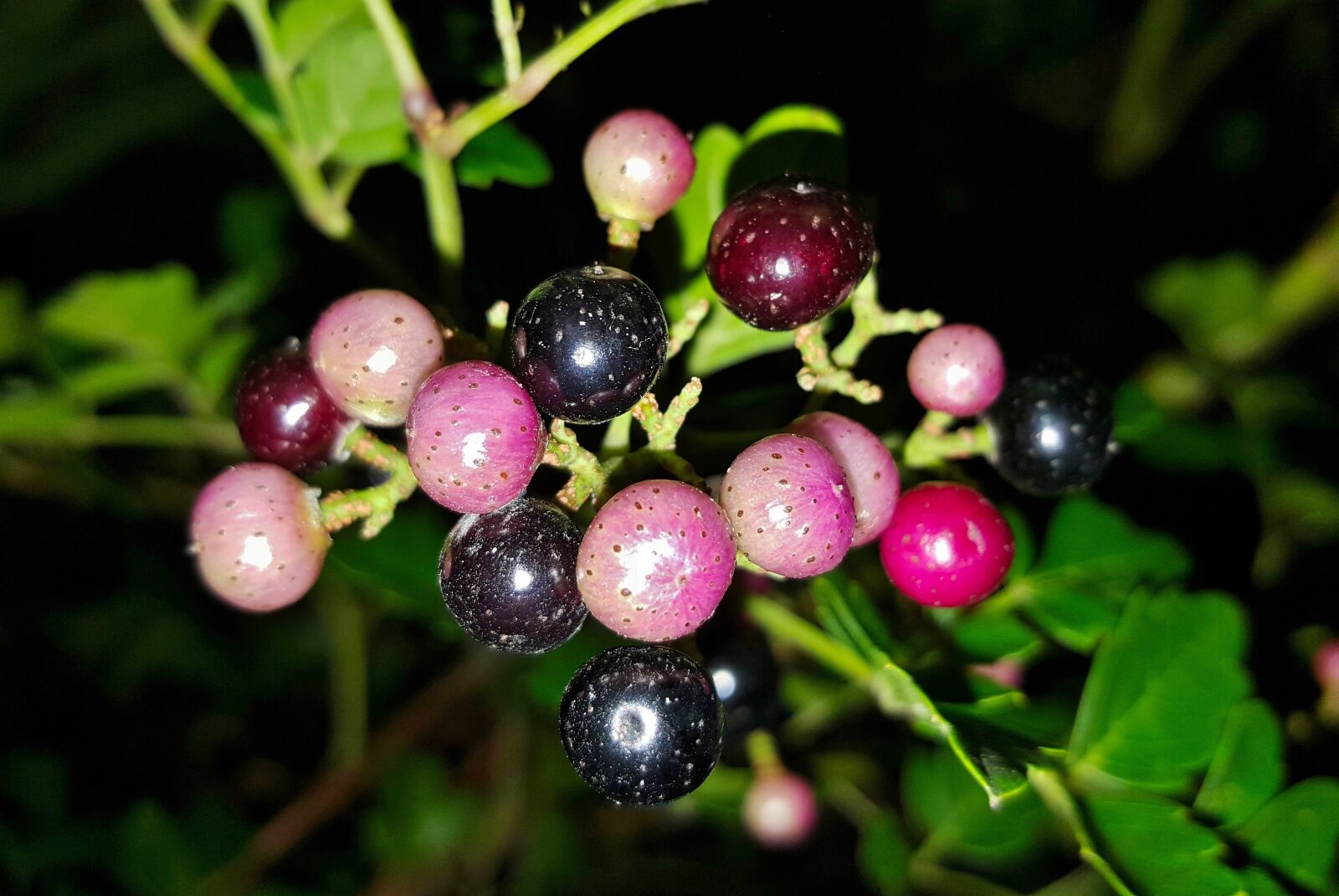 Samsung Galaxy Note5 sample photo. Peppervine, plants, weeds photography