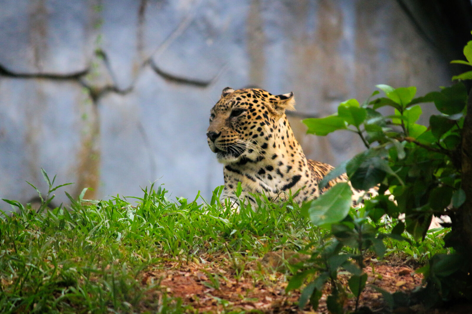 Canon EOS 700D (EOS Rebel T5i / EOS Kiss X7i) sample photo. Animal, animal, photography, big photography
