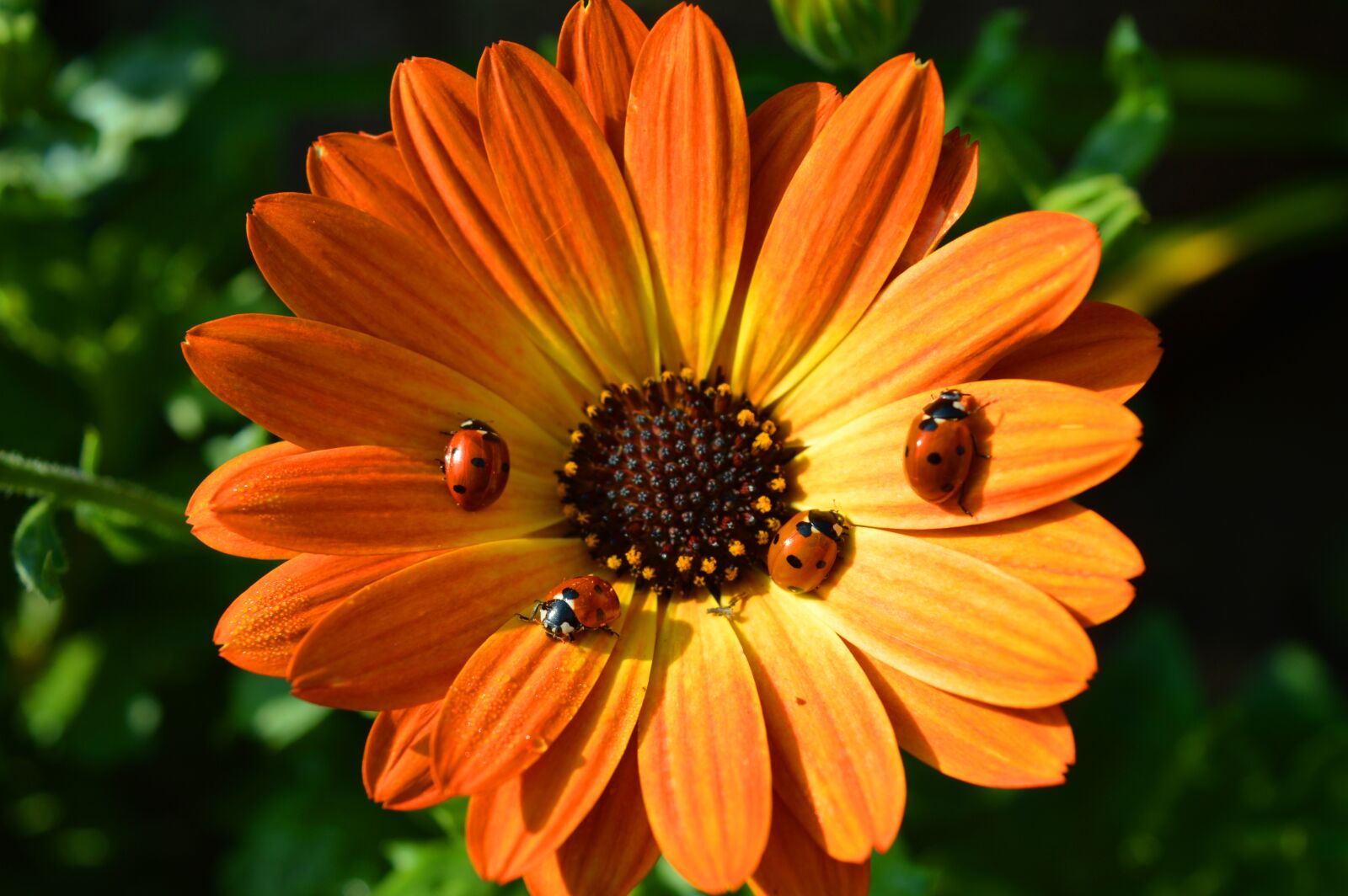 Nikon D3200 sample photo. Blossom, bloom, flower photography