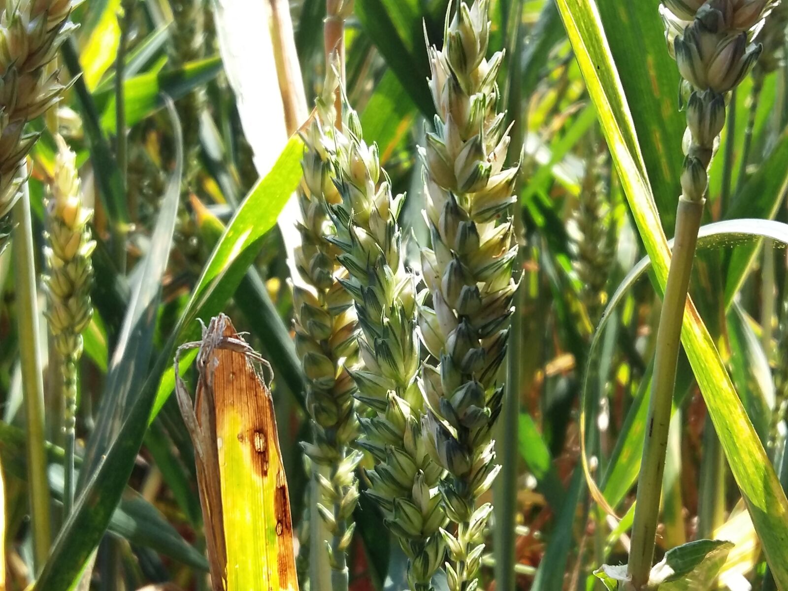 Samsung Galaxy A5 sample photo. Nature, wheat, field photography