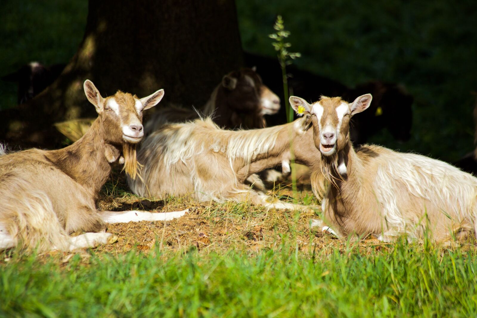 Canon EOS 5D Mark II + Canon EF 70-300mm F4-5.6 IS USM sample photo. Goats, billy goat, idyle photography