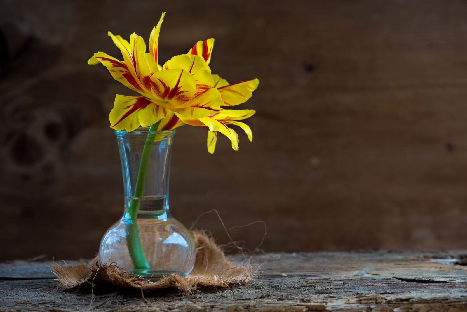 Nikon D750 sample photo. Tulip, flower, blossom photography