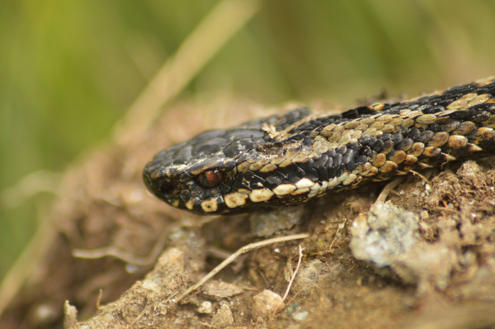 Nikon D3200 sample photo. Adder, snake, nature photography