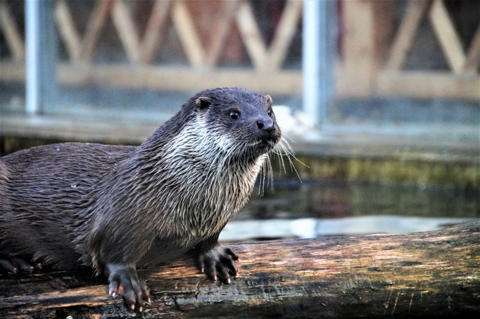 Sony SLT-A58 sample photo. Otter, fluvial, water photography