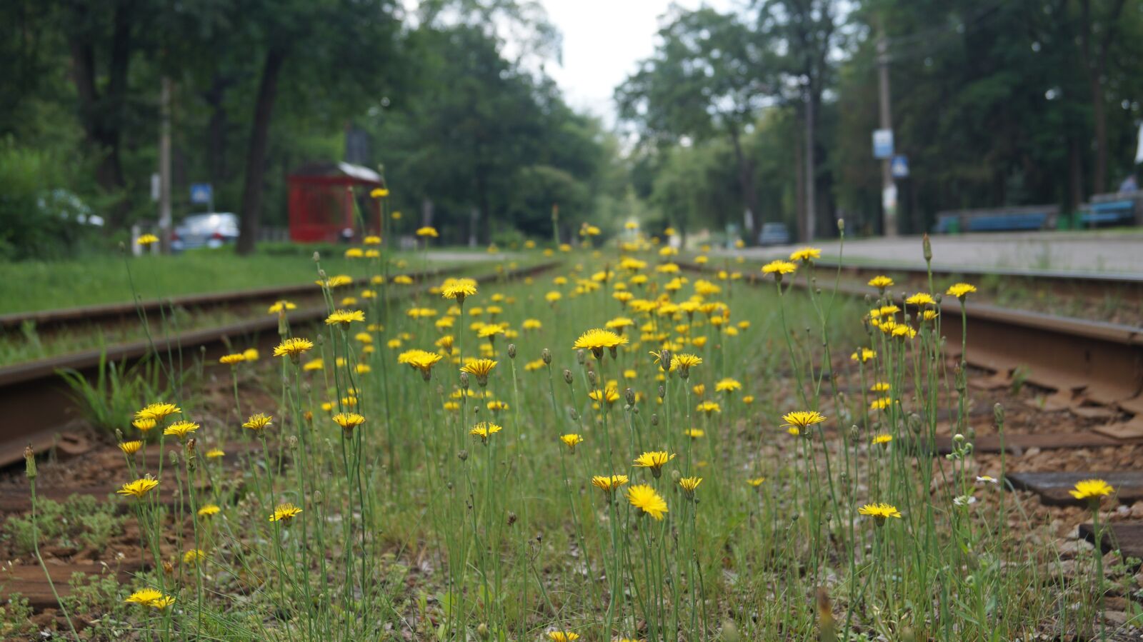 Sony DT 18-55mm F3.5-5.6 SAM II sample photo. Wildflowers, flowers, nature photography