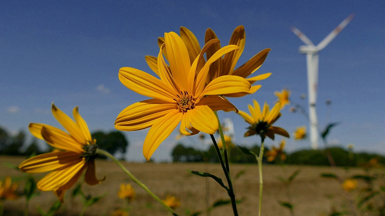Panasonic Lumix DMC-FZ1000 sample photo. Flower, yellow flower, sunflower photography