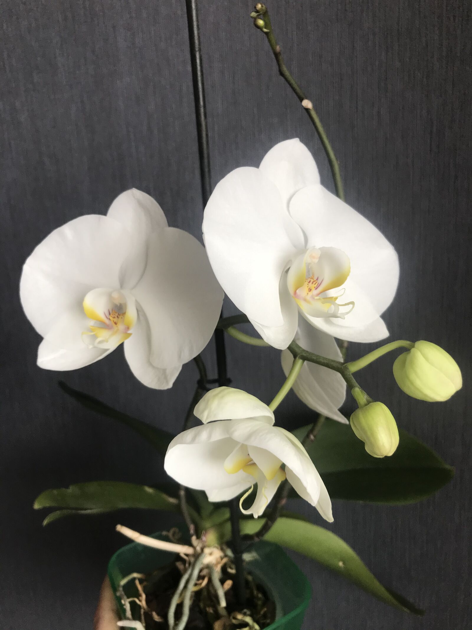 iPhone 7 back camera 3.99mm f/1.8 sample photo. Orchid, flower, orchids photography