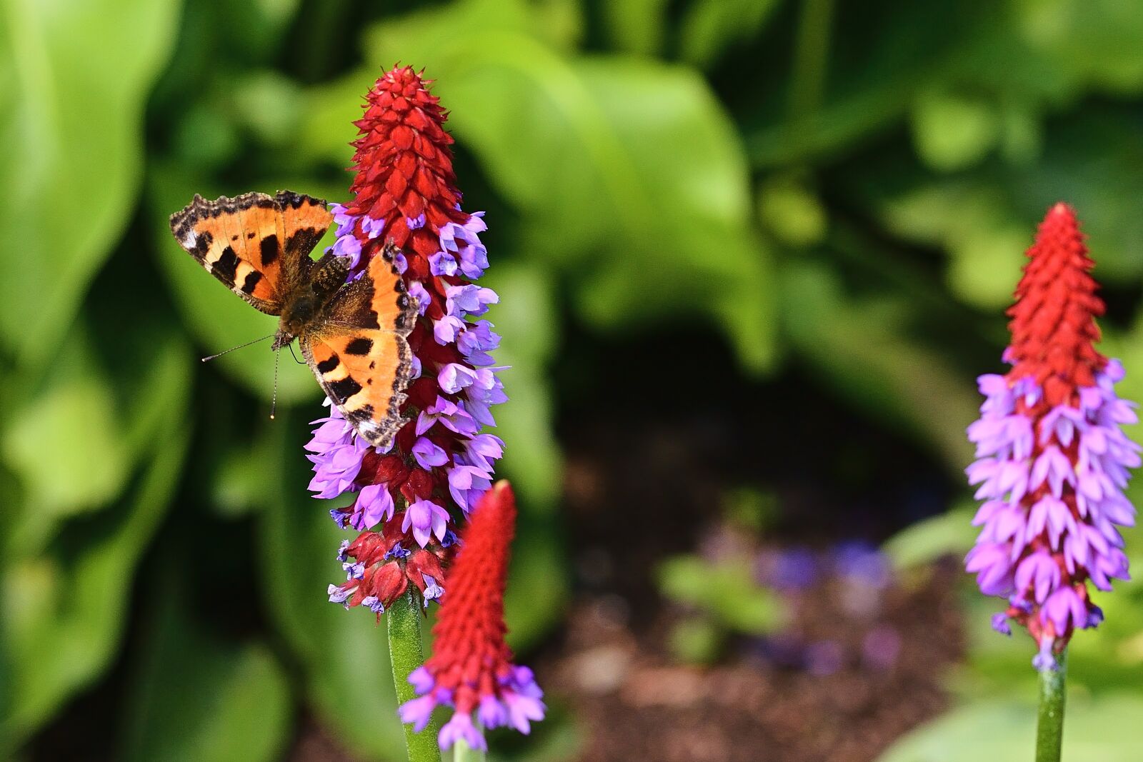 Nikon D5200 sample photo. Orchid primrose, butterfly, little photography
