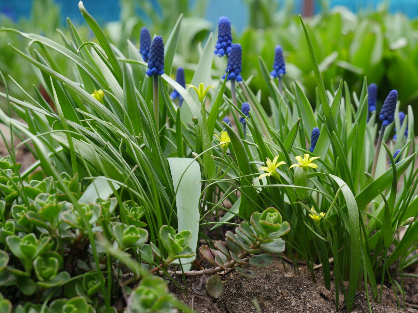 Panasonic Lumix DMC-GX8 sample photo. Spring, awakening, the first photography