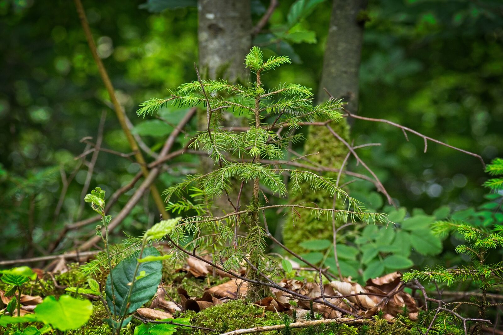 Nikon D7100 sample photo. Plant, tree, young photography