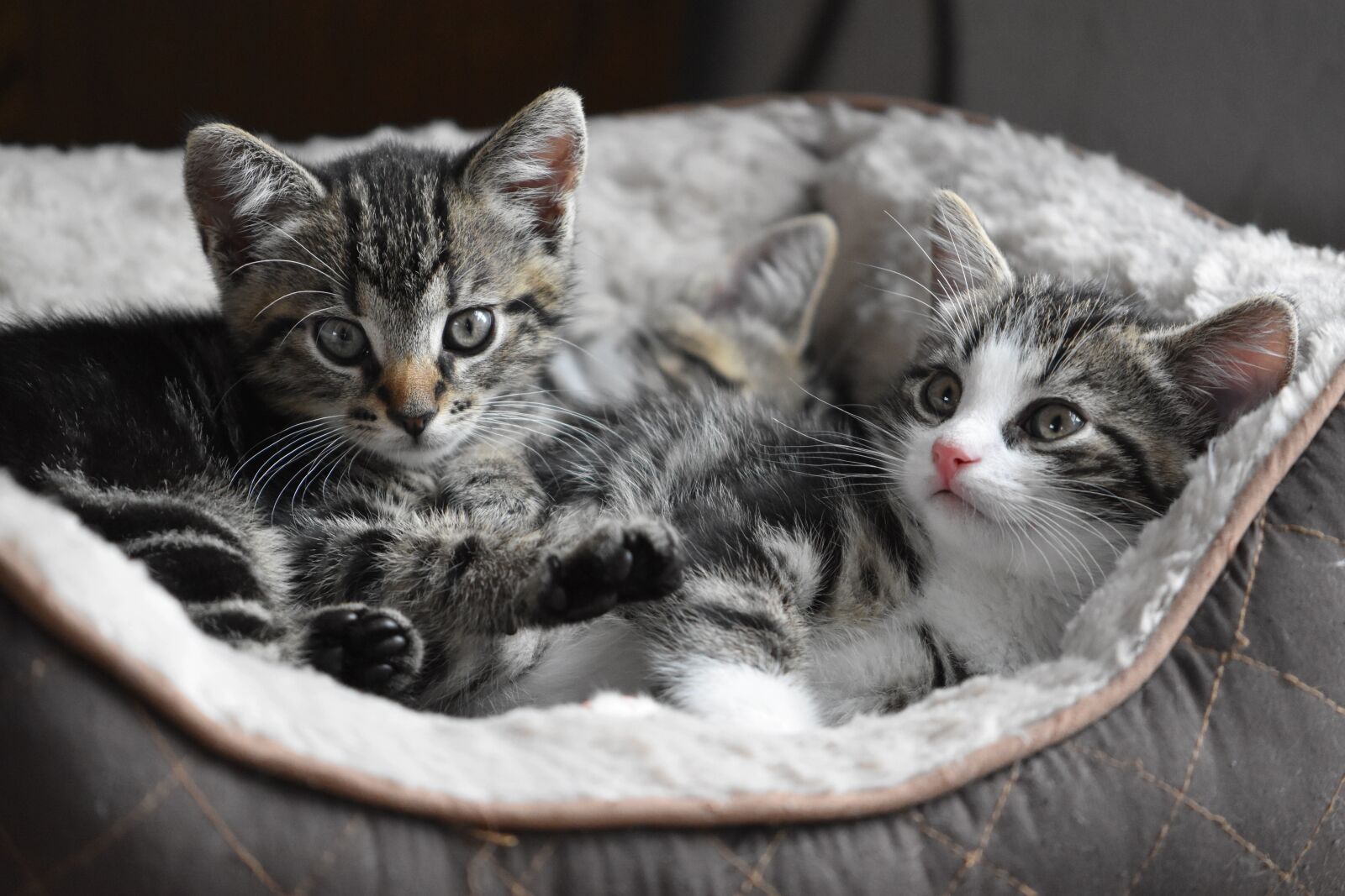Nikon D5600 sample photo. Cat, kittens, small photography