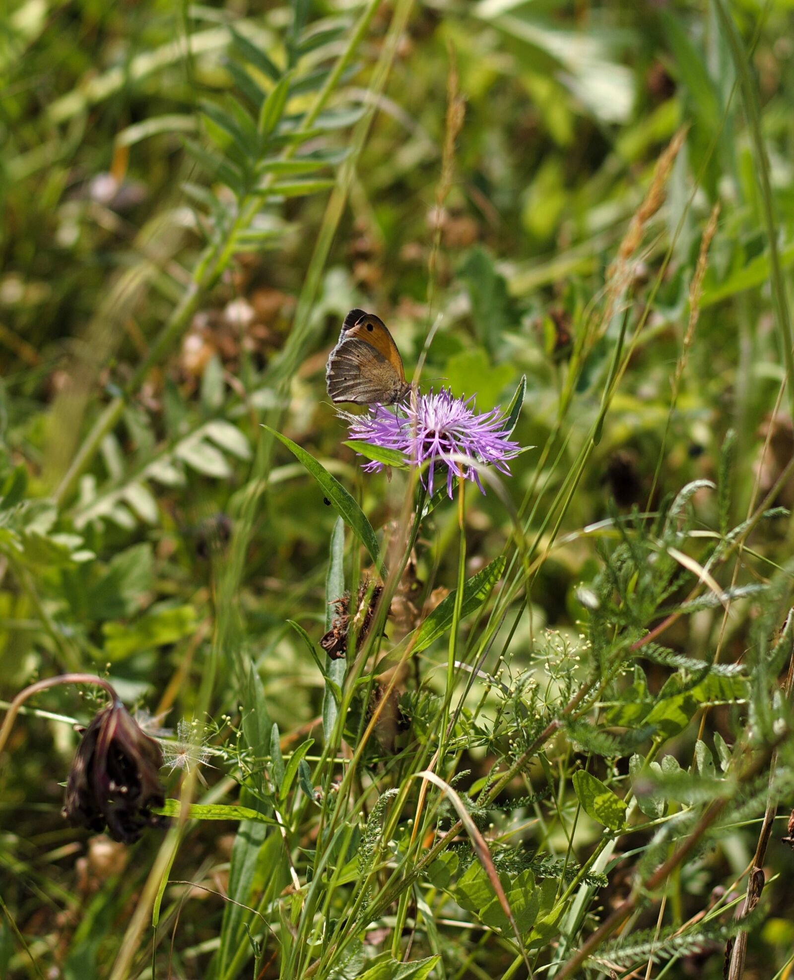 Canon EOS 1100D (EOS Rebel T3 / EOS Kiss X50) + Canon EF 50mm F1.8 STM sample photo. Meadow, butterfly, flowers photography