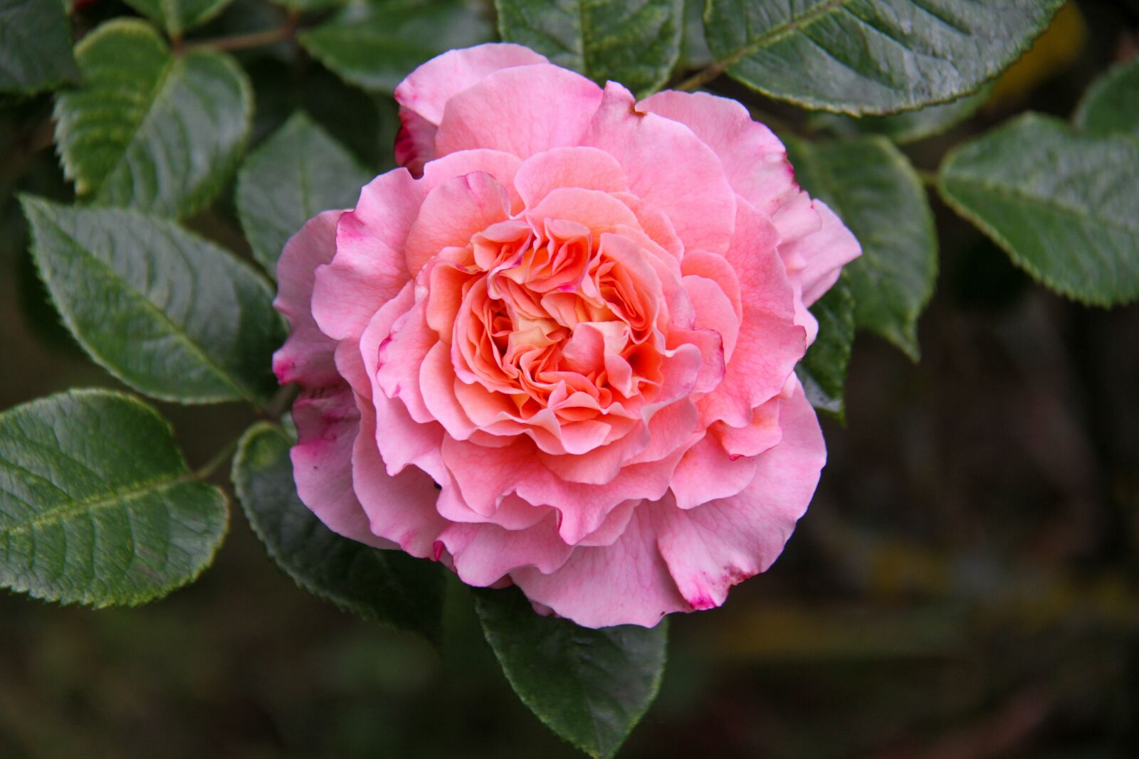 Canon EOS 7D sample photo. Pink, garden, flower photography
