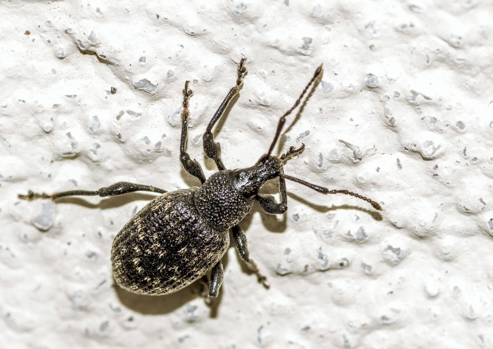 Pentax smc D-FA 100mm F2.8 Macro WR sample photo. The beetle, worm, black photography