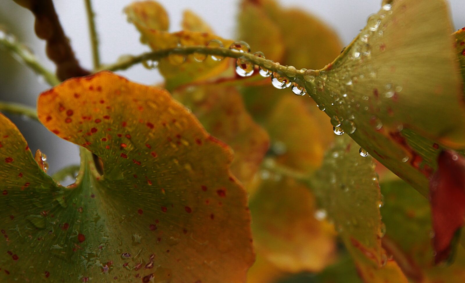 Canon EOS 7D + Canon EF 24-70mm F4L IS USM sample photo. Water drops, drip, fall photography