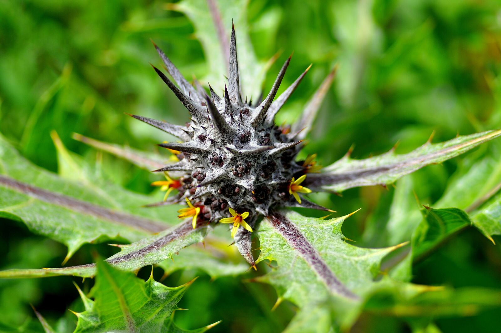 Nikon D90 sample photo. Spikes, flower, nature photography