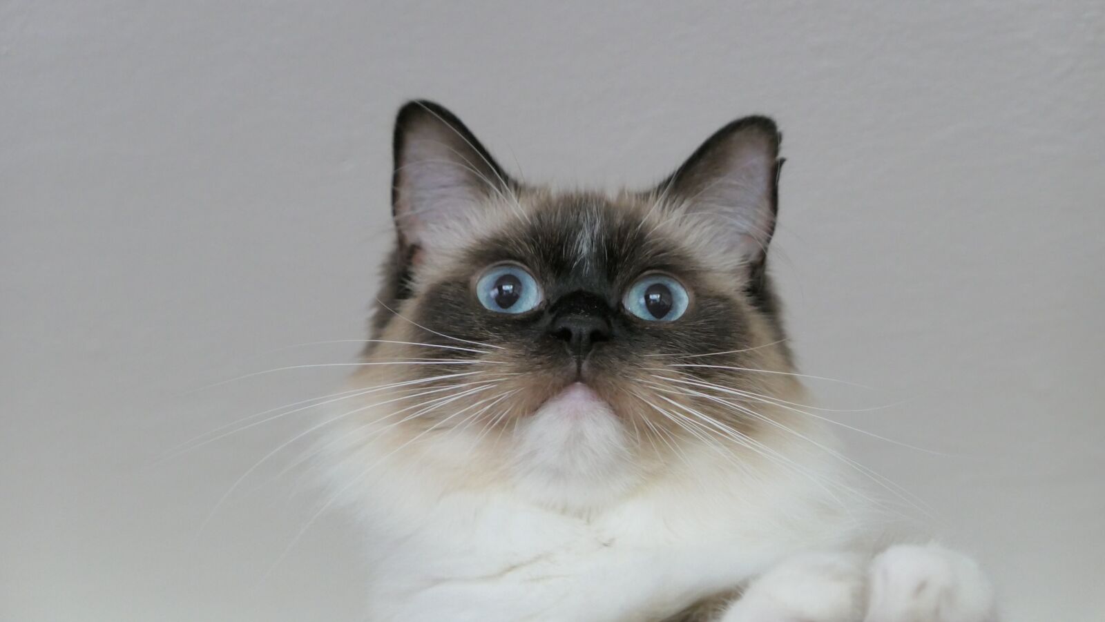 Panasonic Lumix DMC-LX10 (Lumix DMC-LX15) sample photo. Cat, thoroughbred, ragdoll photography