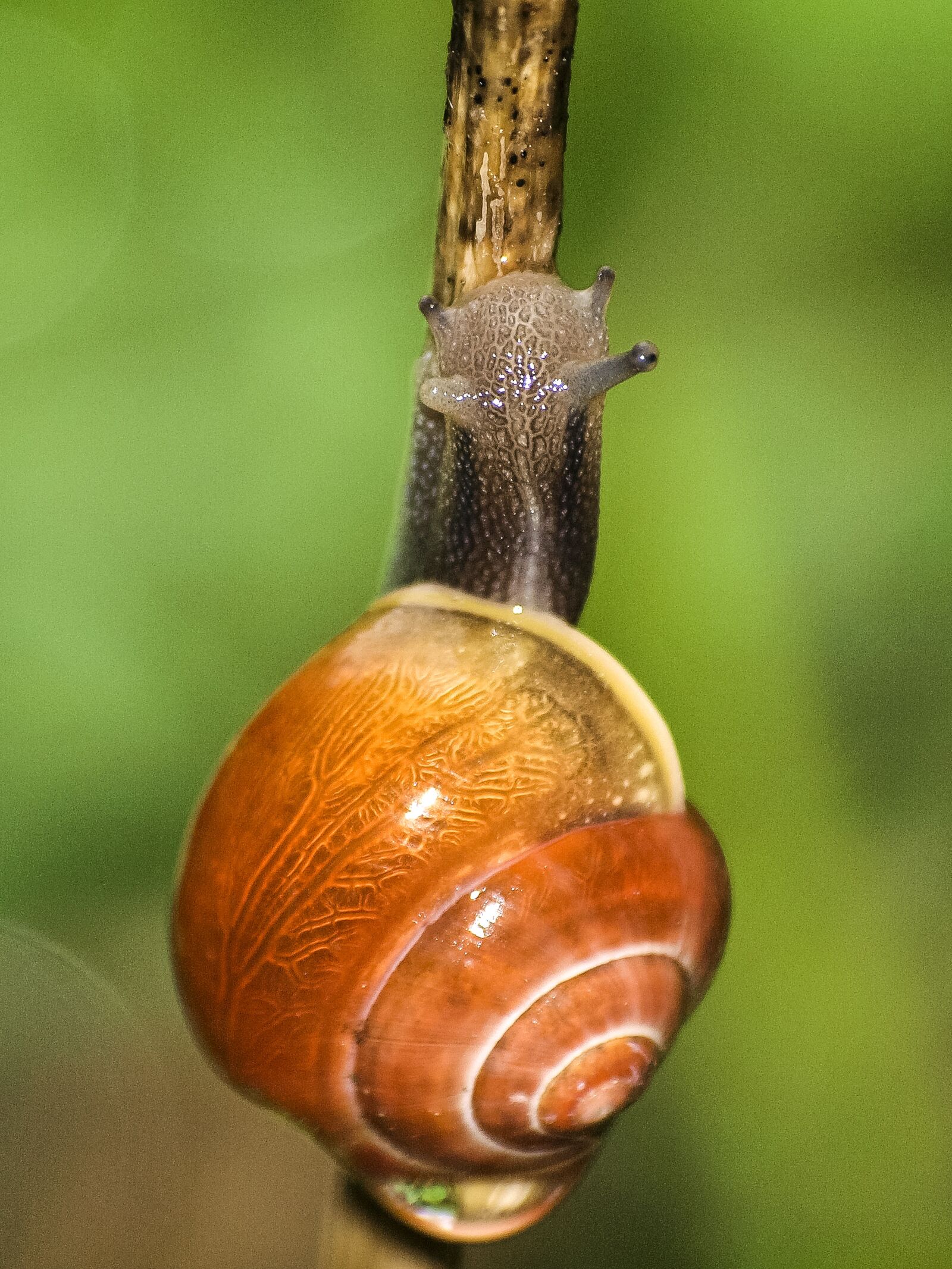 Olympus E-3 sample photo. Snail, tape worm, reptile photography