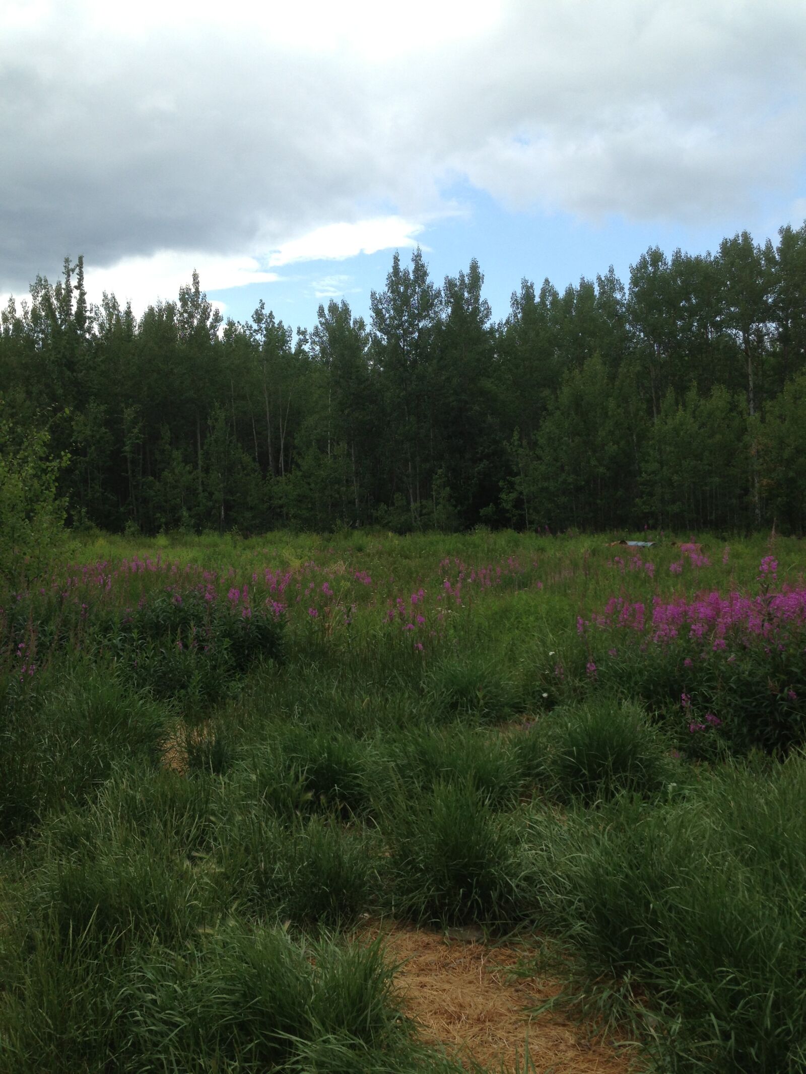 Apple iPhone 5 sample photo. Clouds, field, fireweed, nature photography