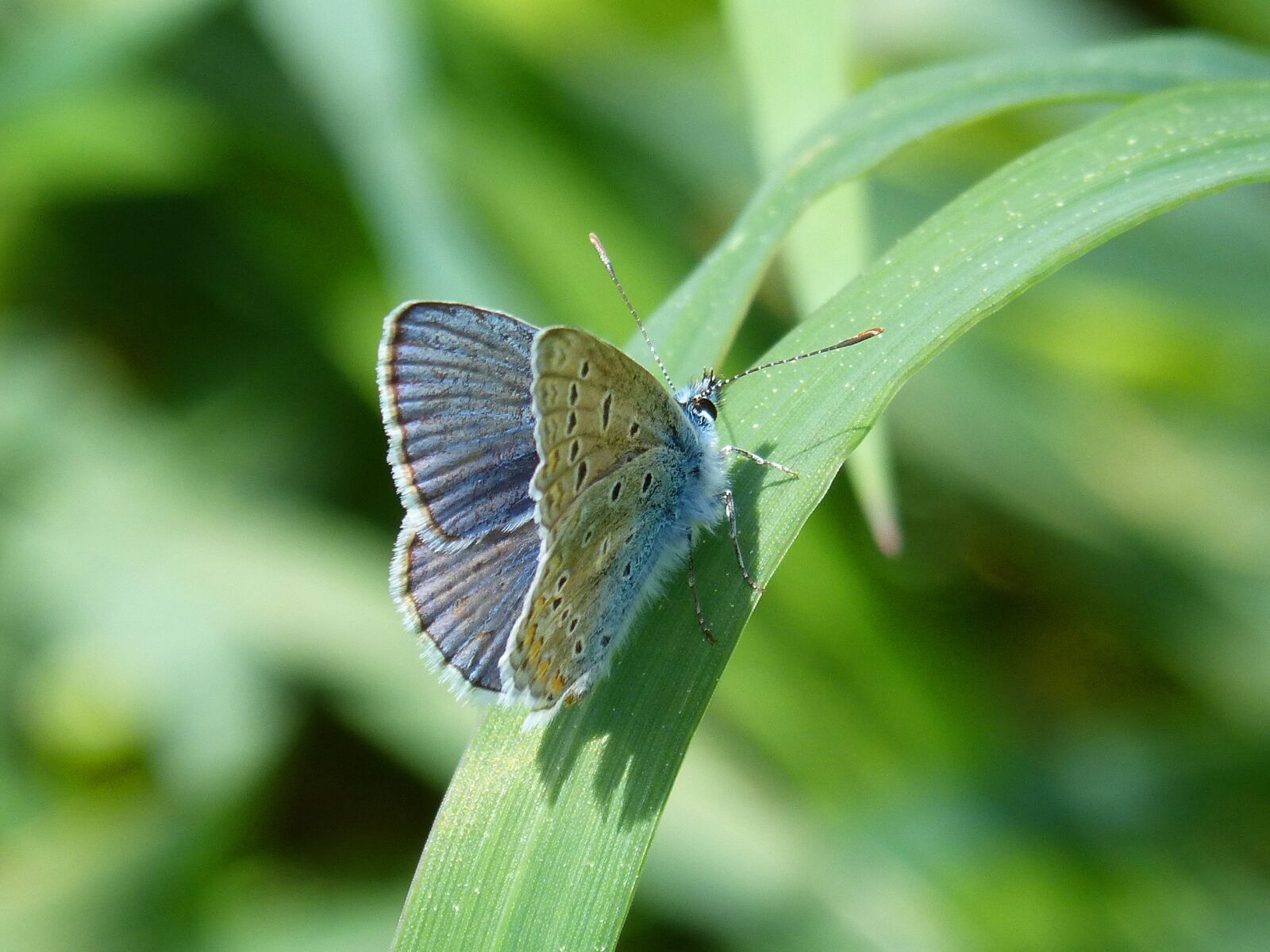 Panasonic DMC-FZ62 sample photo. Butterfly, blue butterfly, polyommatus photography