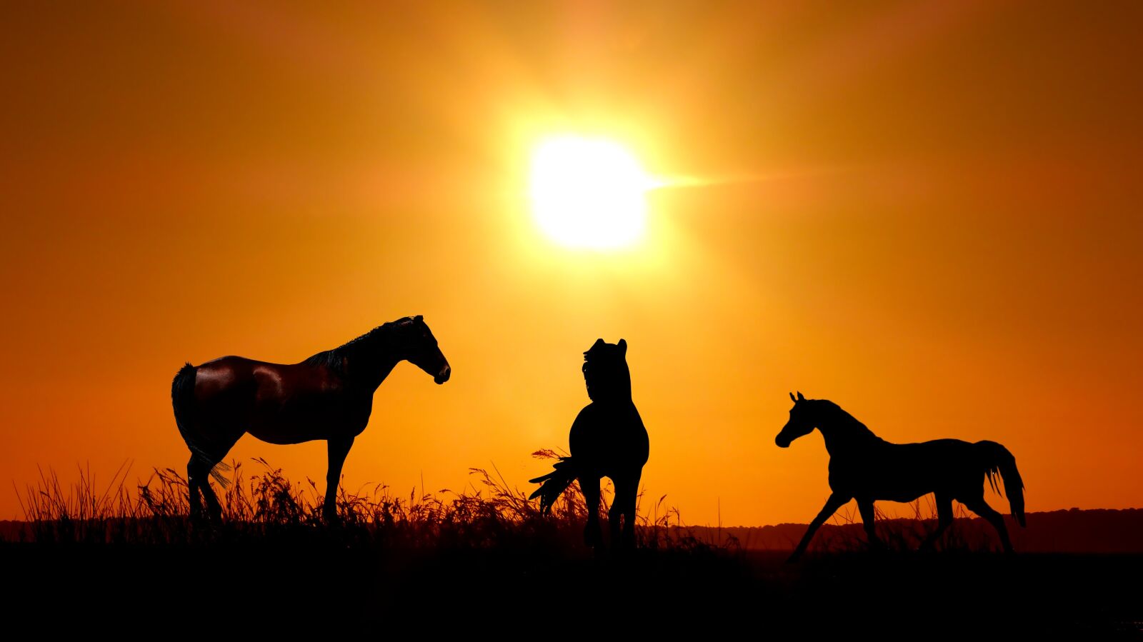 Panasonic Lumix DMC-FZ200 sample photo. Sunset, horses, twilight photography
