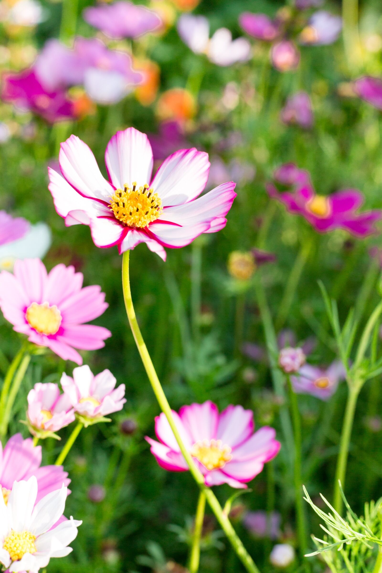 Canon EOS 5D Mark III sample photo. Nature, flower, plant photography