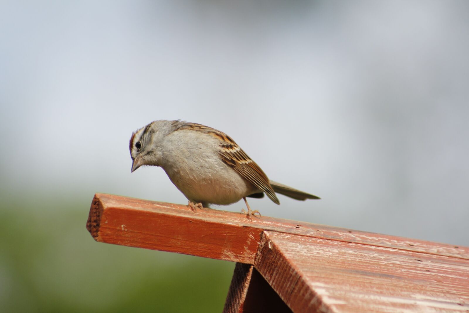 Canon EOS 550D (EOS Rebel T2i / EOS Kiss X4) sample photo. Bird, nature, wildlife photography