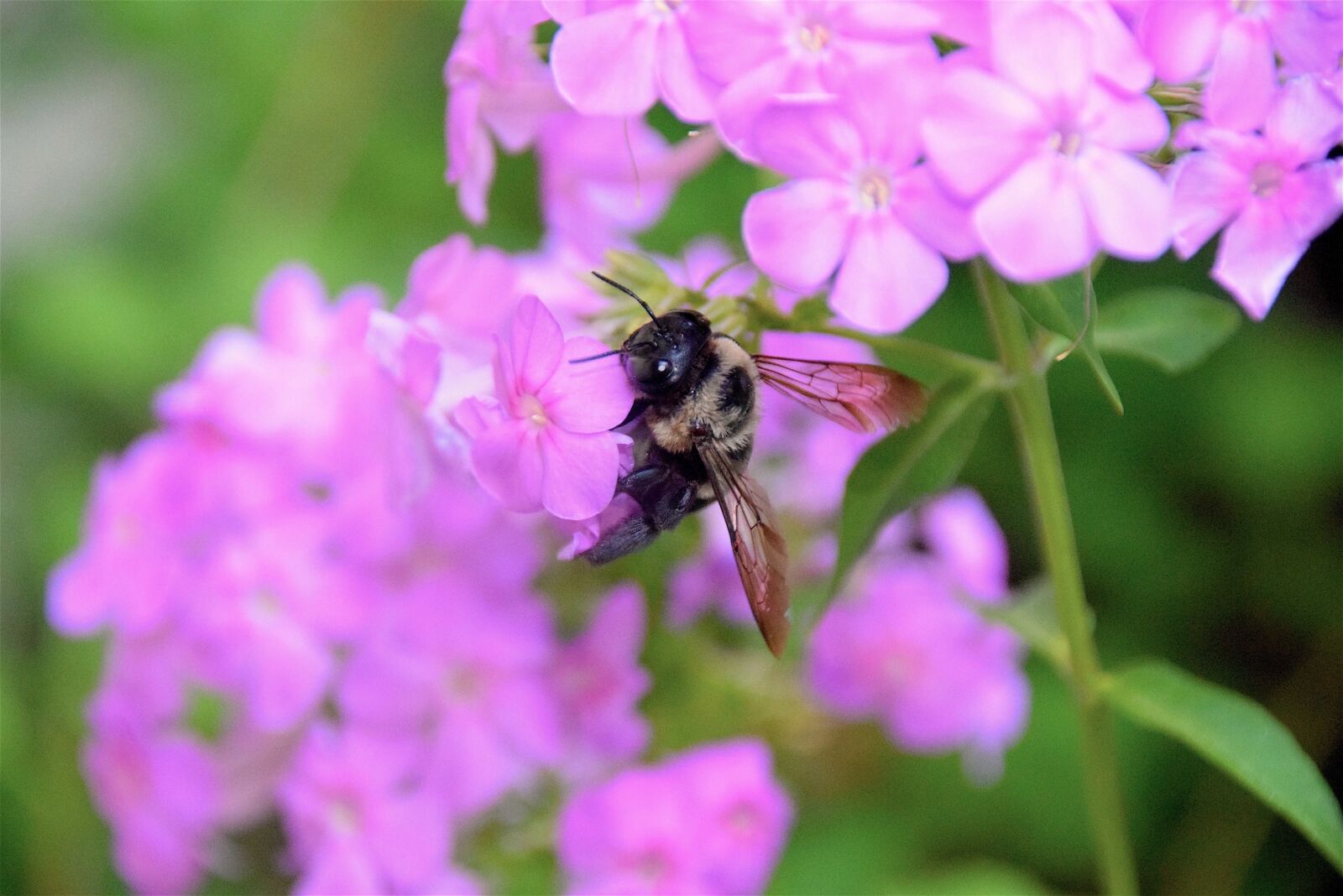 Nikon D3300 sample photo. Bumble bee, flower, bee photography