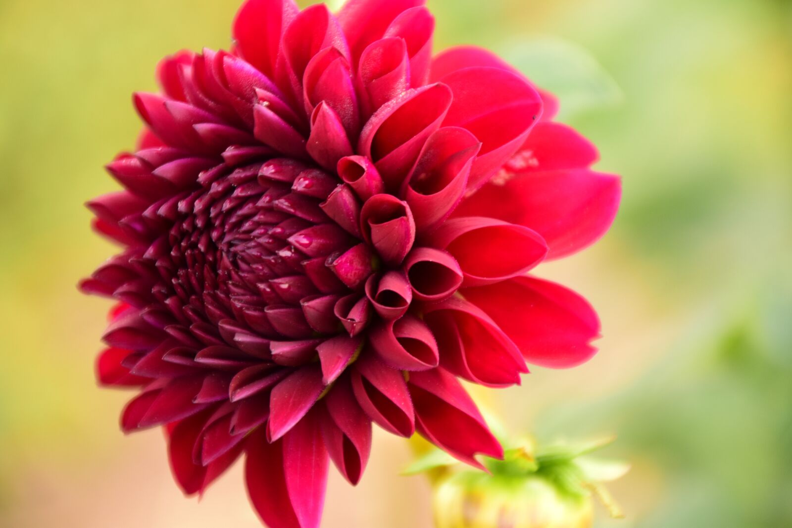 Nikon D3300 sample photo. Dahlia, flower, blossom photography