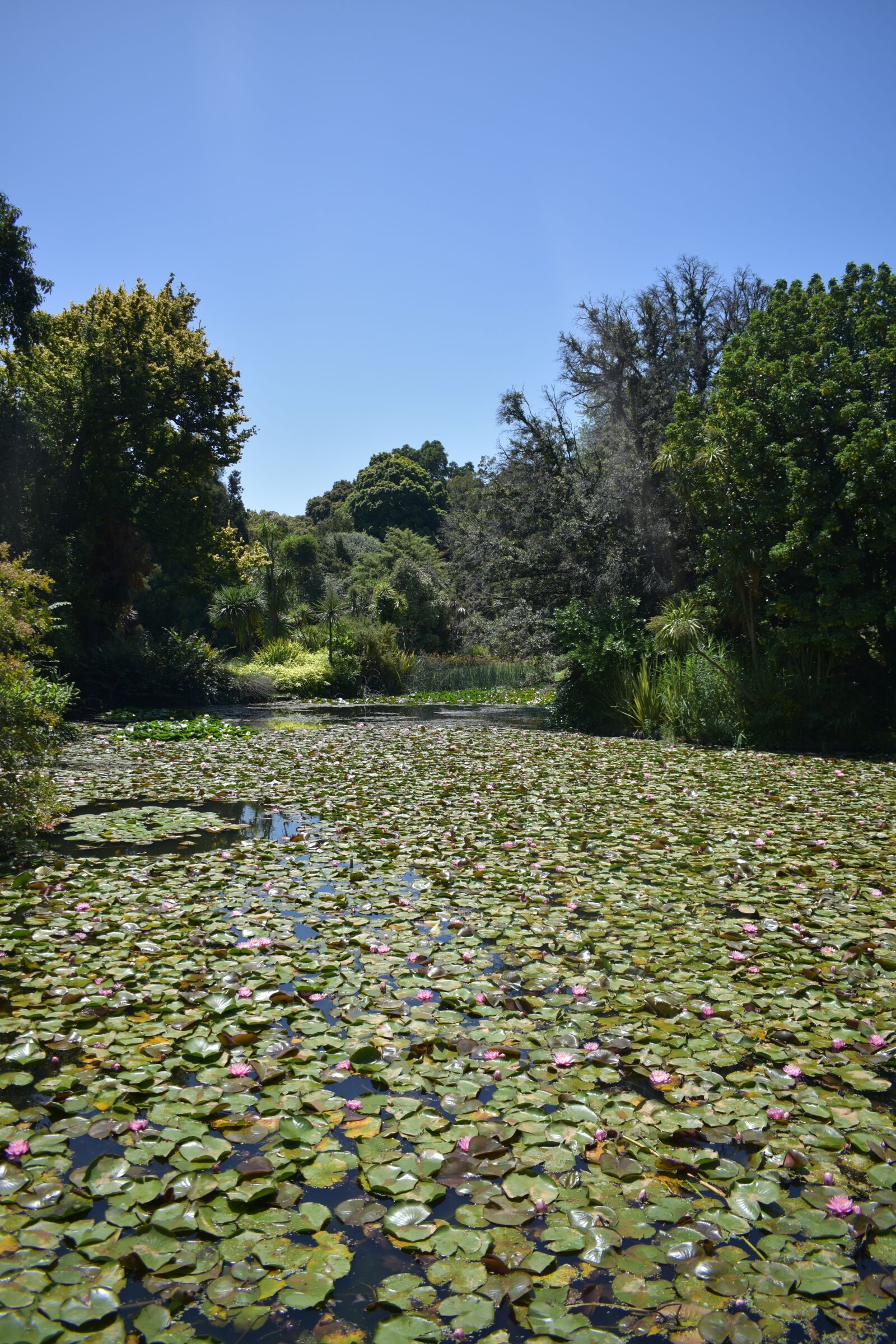 Nikon D3400 sample photo. Lotus, lotus bed, pond photography