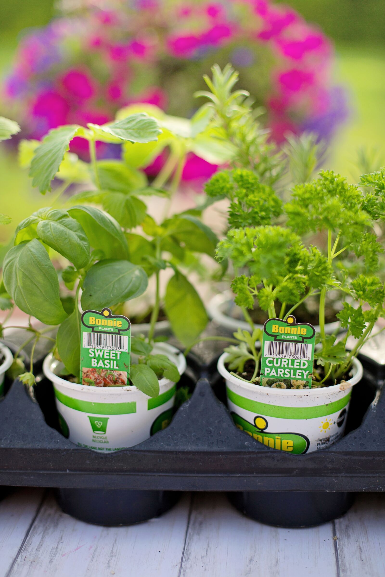 Canon EF 50mm F1.4 USM sample photo. Planting, spring, herbs photography
