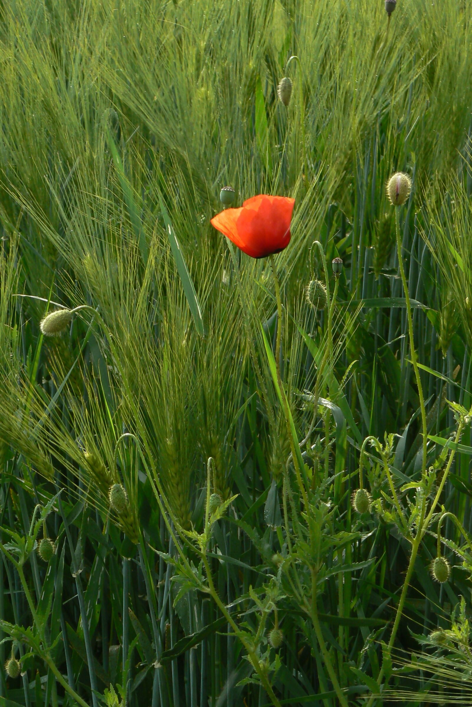 Panasonic DMC-FZ7 sample photo. Poppy, nature, red poppy photography