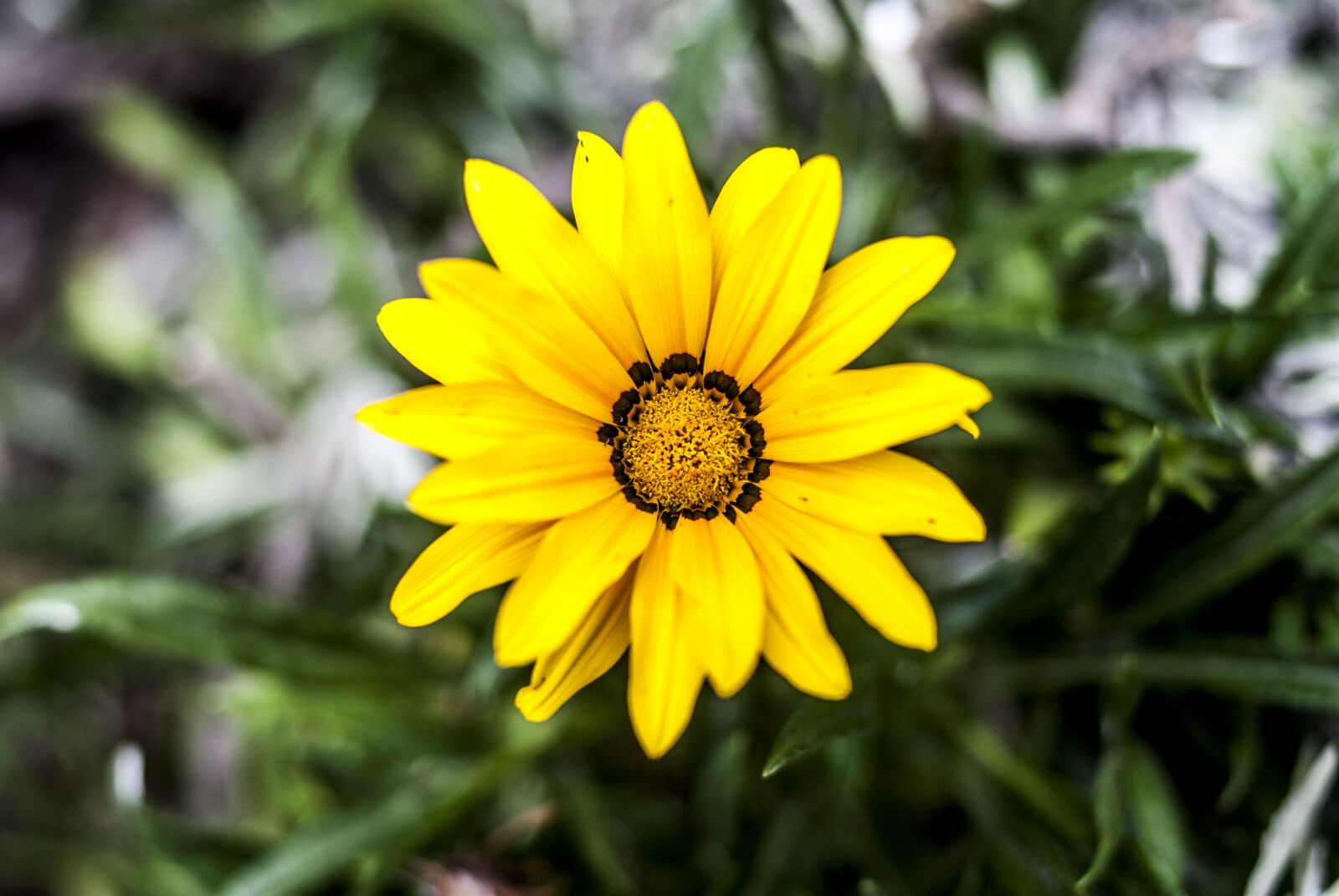 Nikon D60 sample photo. Nature, plant, flower photography