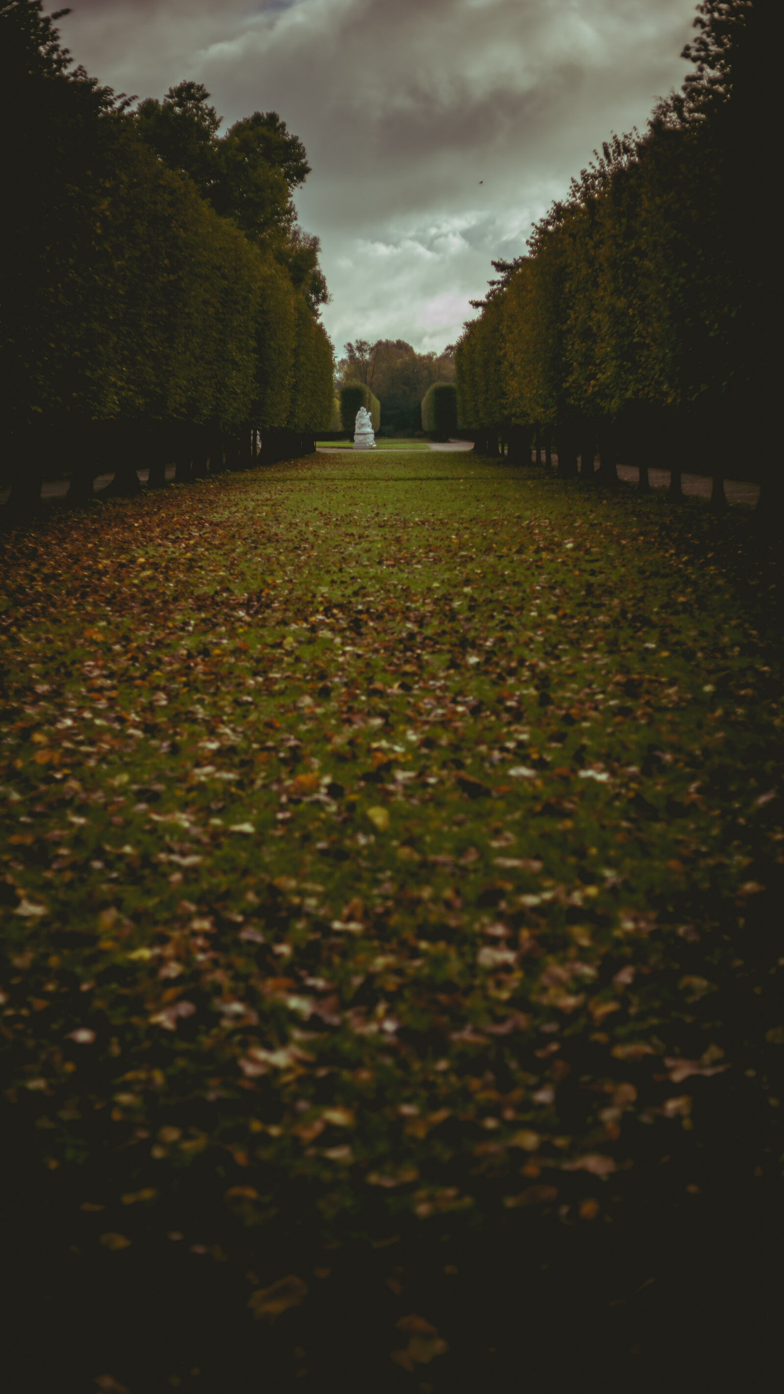 Sony a7 II + Canon EF 50mm F1.8 II sample photo. Autumn, cold, dark, foliage photography