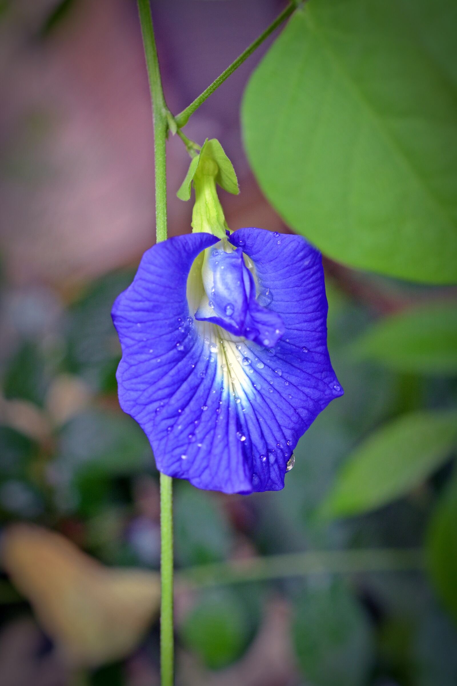 Nikon D5200 sample photo. Clitoria ternatea, klitorie, blossom photography