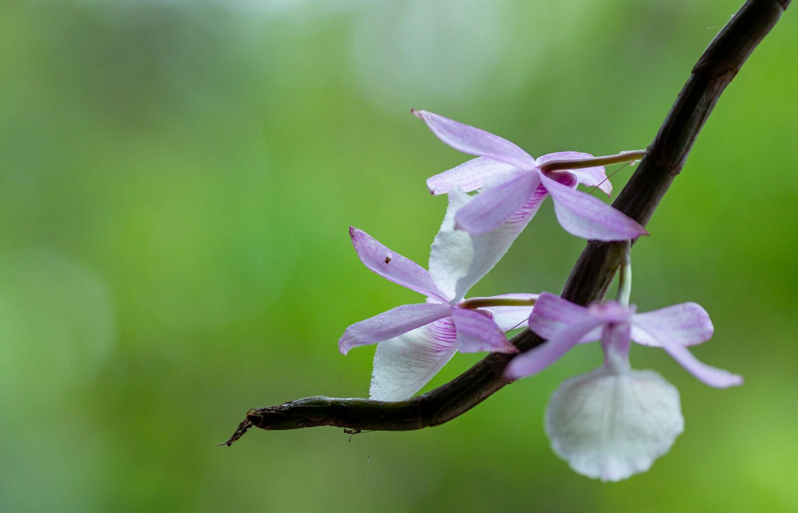 Canon EOS 5D Mark III + Canon EF 135mm F2L USM sample photo. Dendrobium cretaceum, orchids, hoang photography