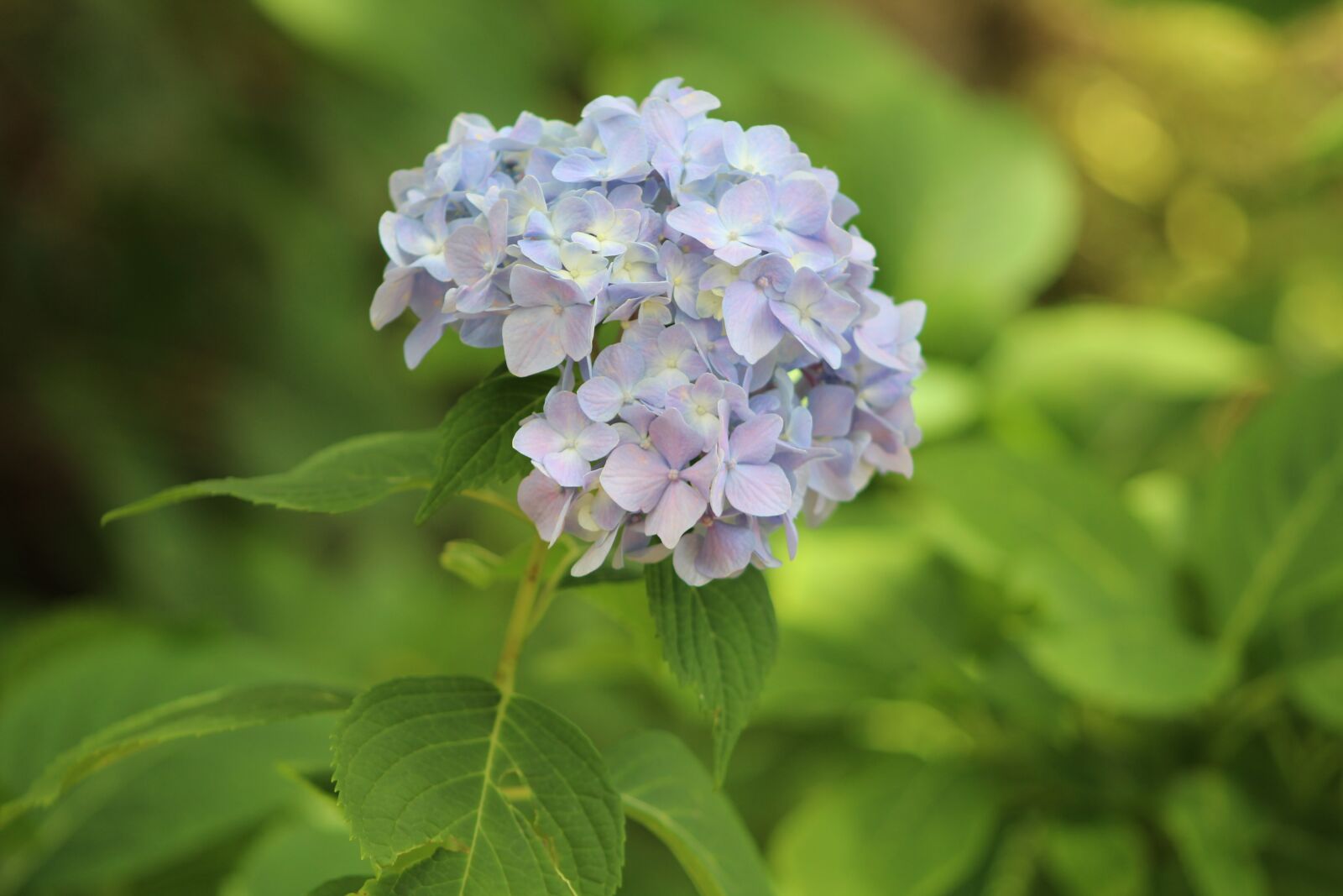 Canon EOS 1300D (EOS Rebel T6 / EOS Kiss X80) + Canon EF 75-300mm f/4-5.6 sample photo. Flowers, green, lavender photography