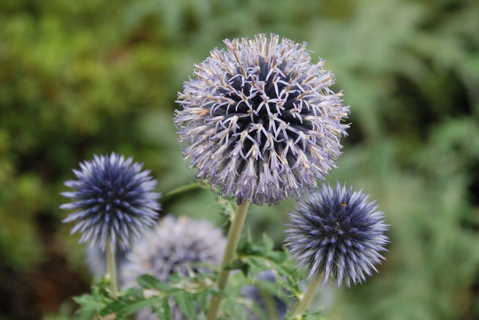 Nikon D80 sample photo. Purple, nature, flower photography