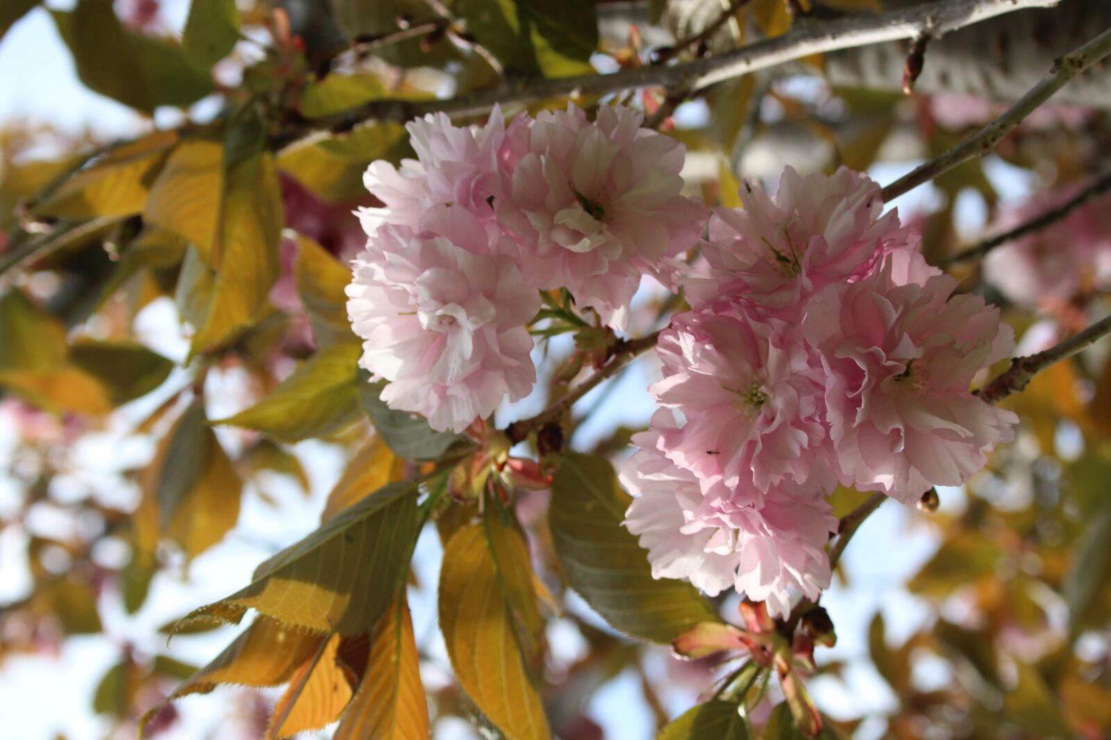 Canon EOS 700D (EOS Rebel T5i / EOS Kiss X7i) sample photo. Flora, plants, flowers photography