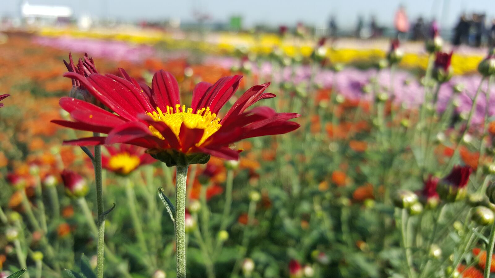 Samsung GALAXY S6 edge sample photo. Chrysanthemum, autumn, flower photography