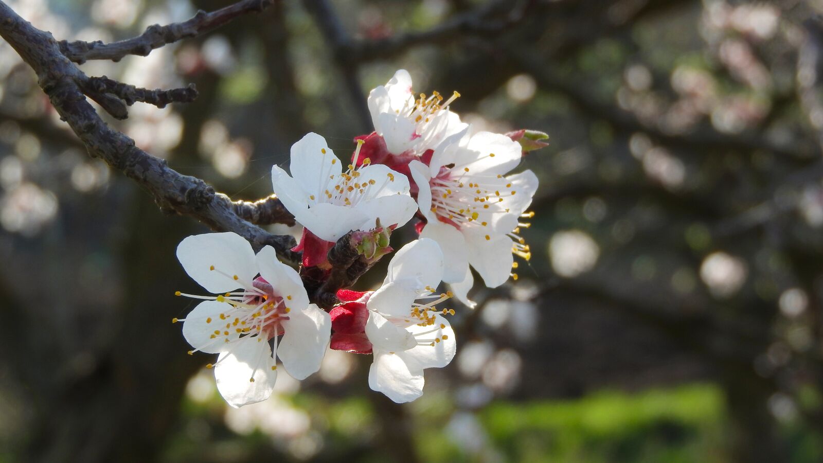Nikon Coolpix P610 sample photo. Spring flowers, white flowers photography