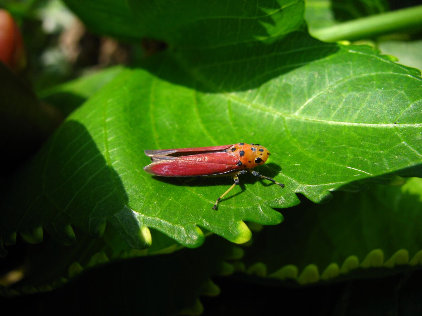 Canon PowerShot SX110 IS sample photo. Planthopper, insect, pink photography