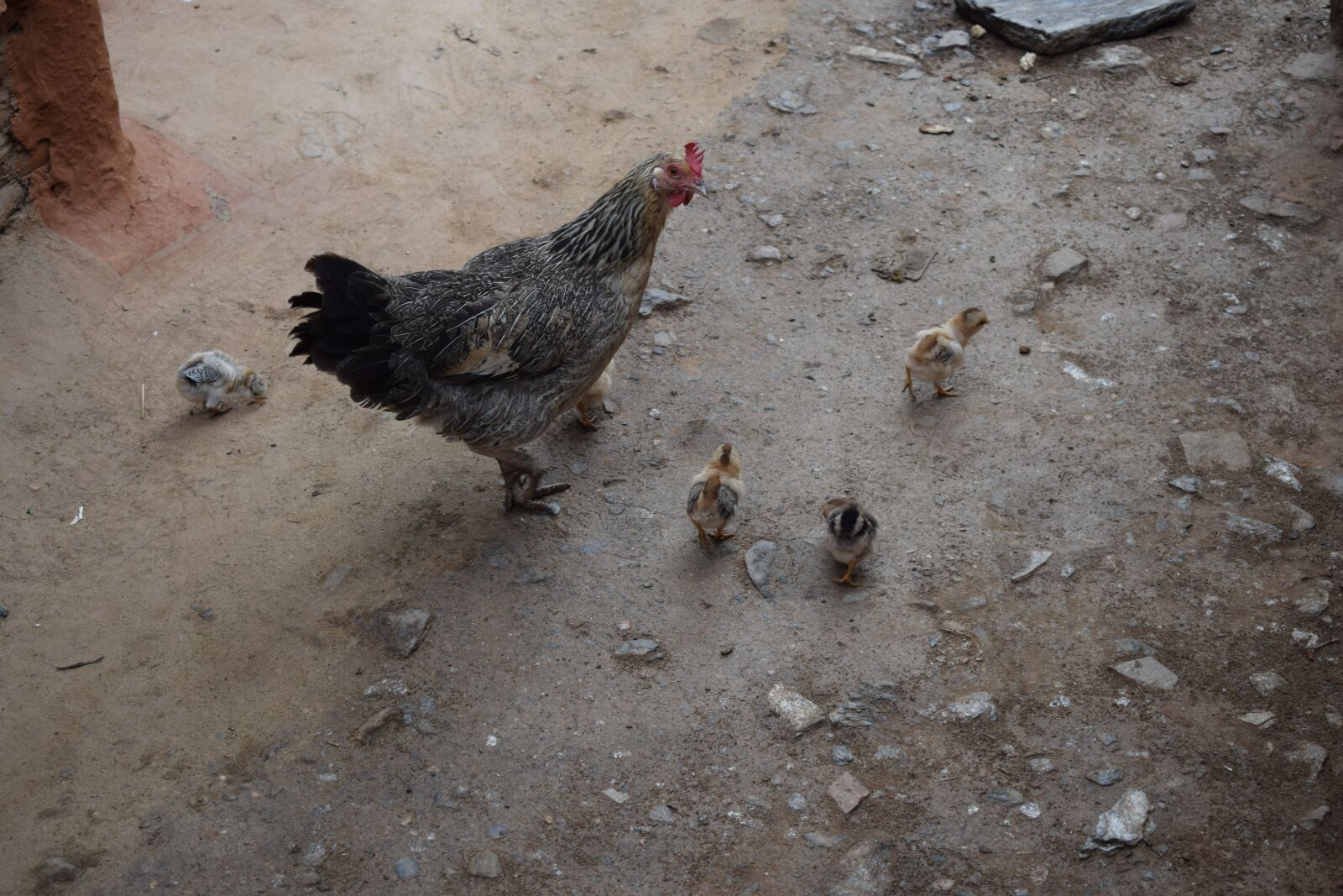 Nikon D5300 sample photo. Local chicken, small chicken photography