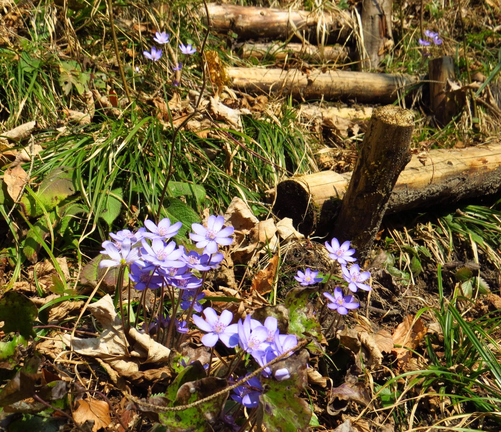 Canon PowerShot SX50 HS sample photo. Hepatica, flower, forest photography