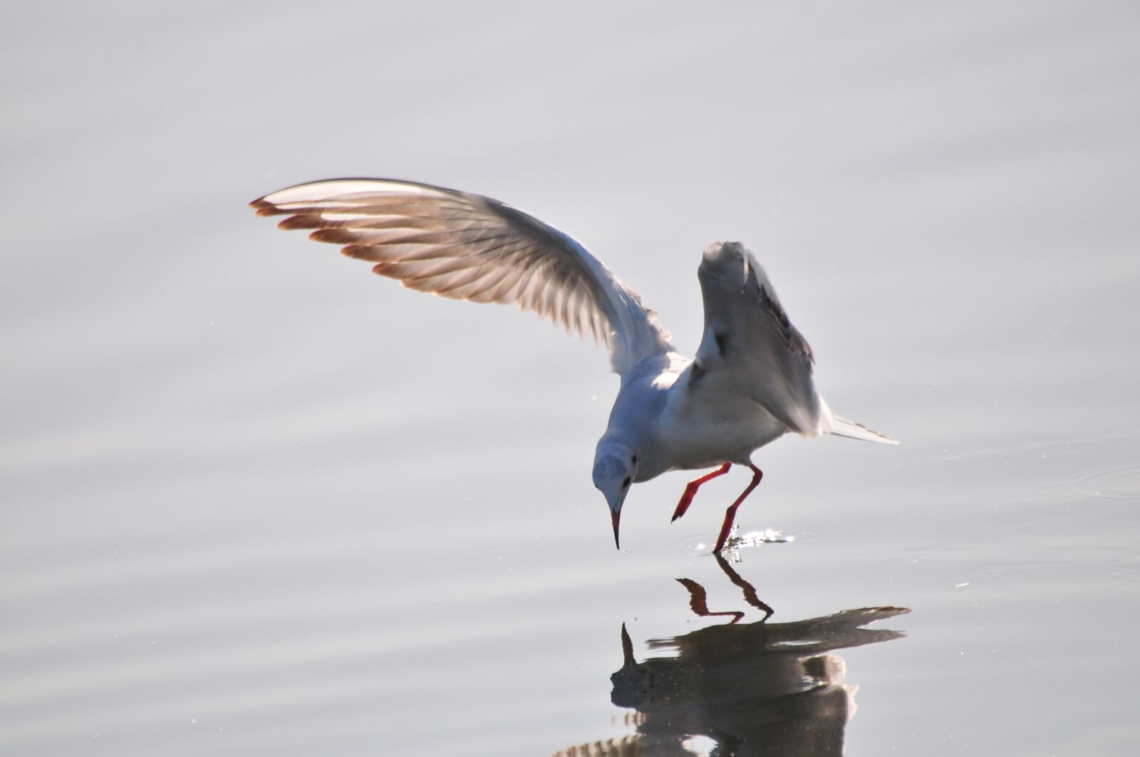 Nikon D300 sample photo. Bird, wild animals, sea photography