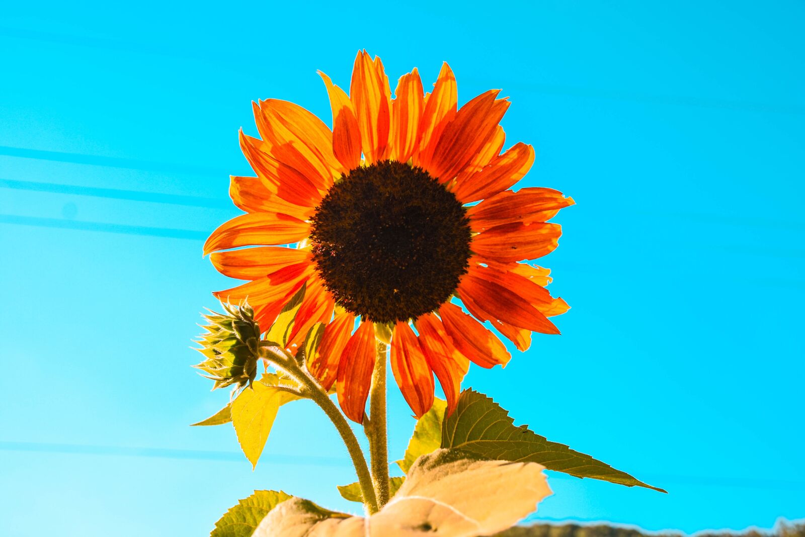 Nikon D7200 sample photo. Sunflower, blue, sky photography