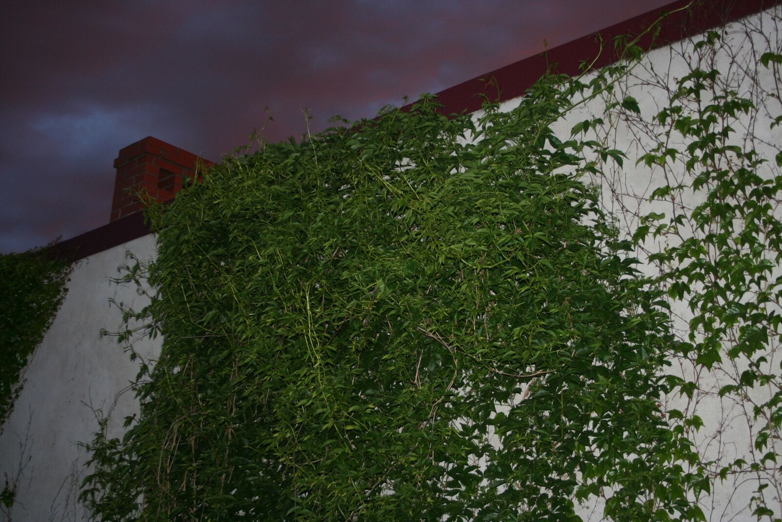 Canon EOS 350D (EOS Digital Rebel XT / EOS Kiss Digital N) sample photo. Dark, ivy, rain photography